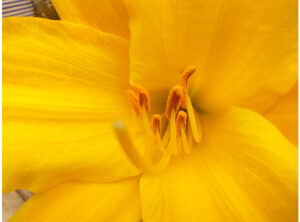Flor amarilla captada con el Oppo Reno6 Lite