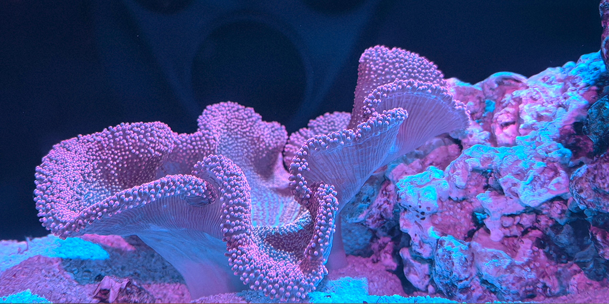 Foto a un acuario tomada con el Pura 80 Ultra