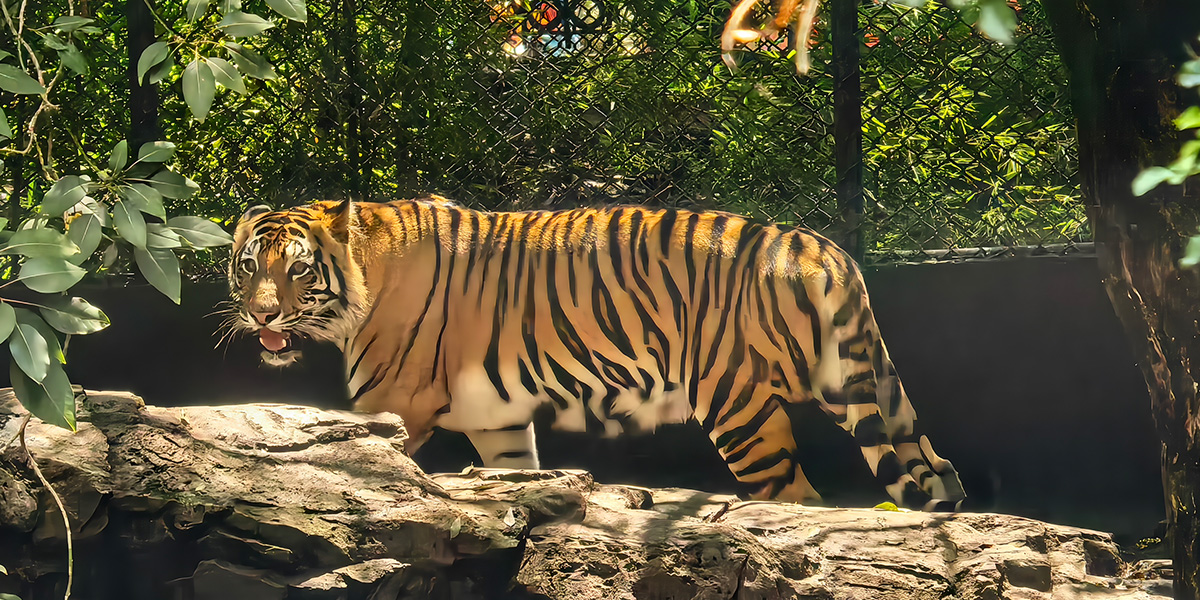 Foto con zoom tomada con el Pura 80 Ultra